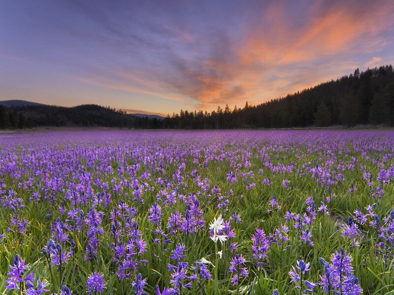 Purple flowers at sunset
