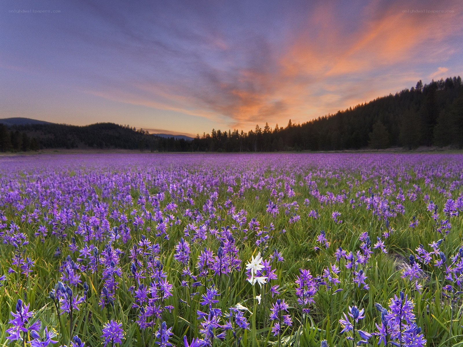Purple flowers at sunset