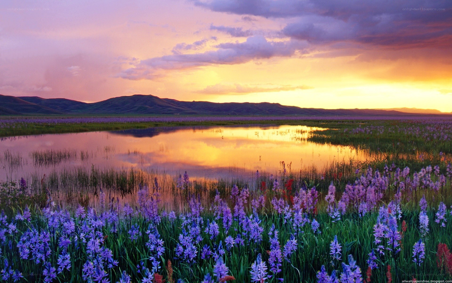 Purple flowers at sunset