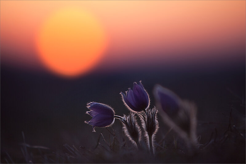 Purple flowers at sunset