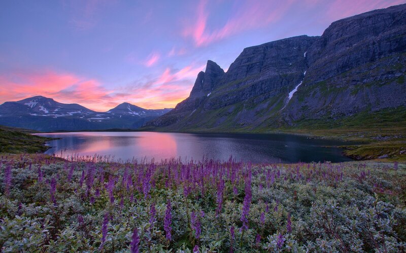 Purple flowers at sunset by a lake