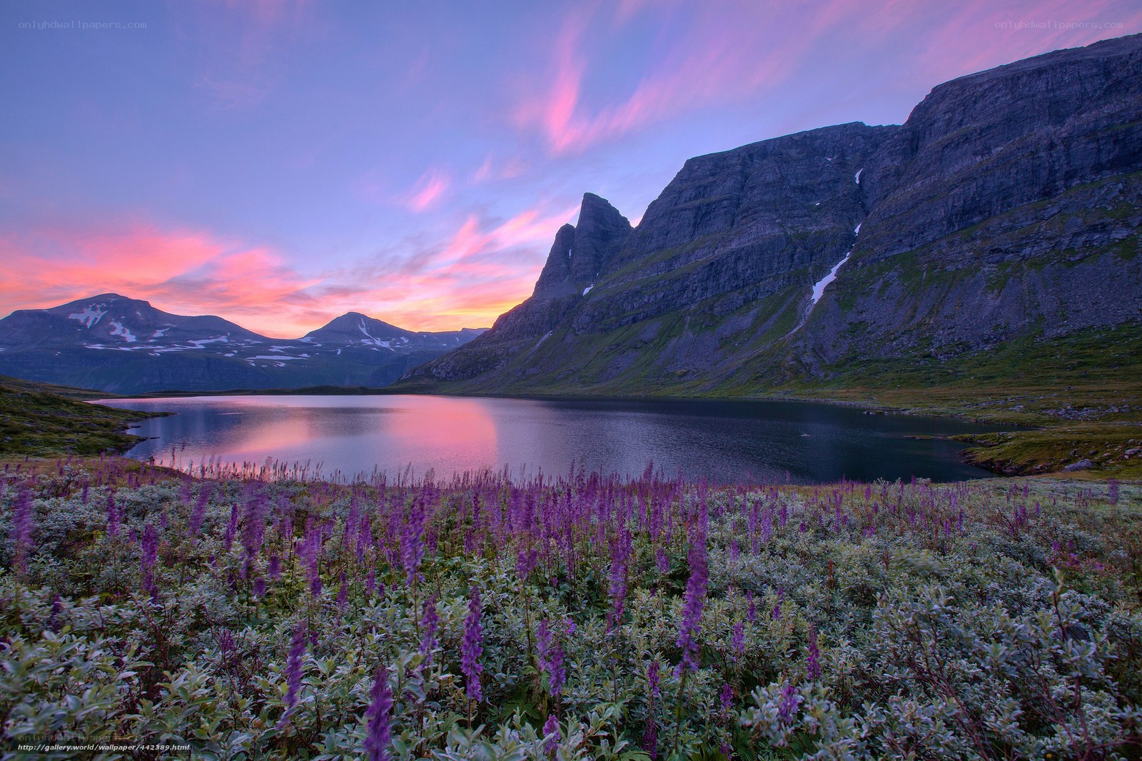 Purple flowers at sunset by a lake