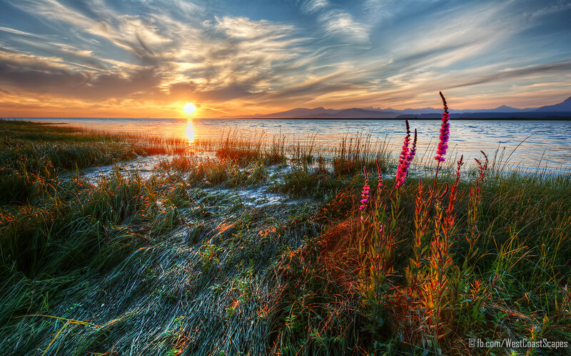 Purple Flowers at Sunset — Orange