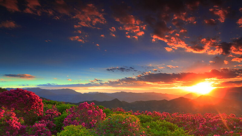 Purple Flowers at Sunset — Pink, Dramatic