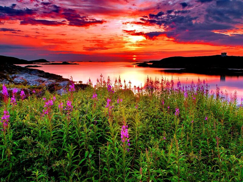Purple Flowers at Sunset — Red, Dramatic