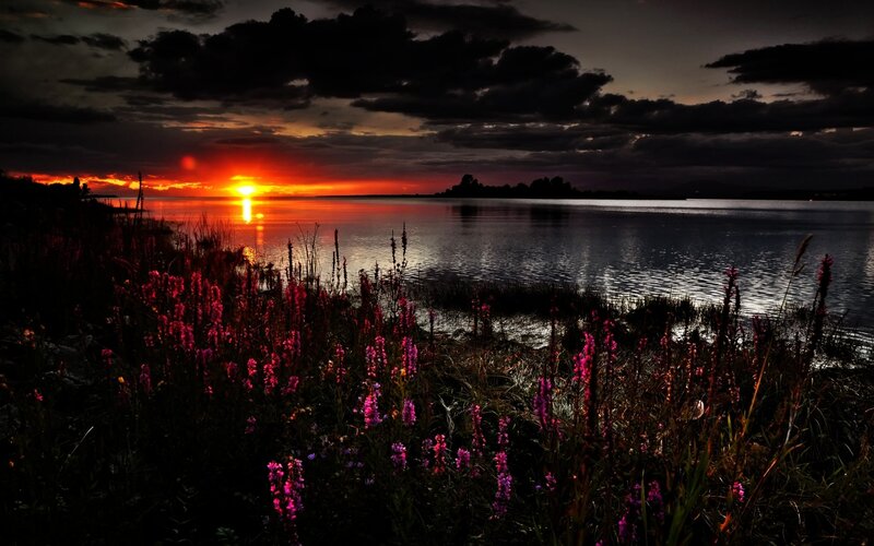 Purple Flowers at Sunset — Red