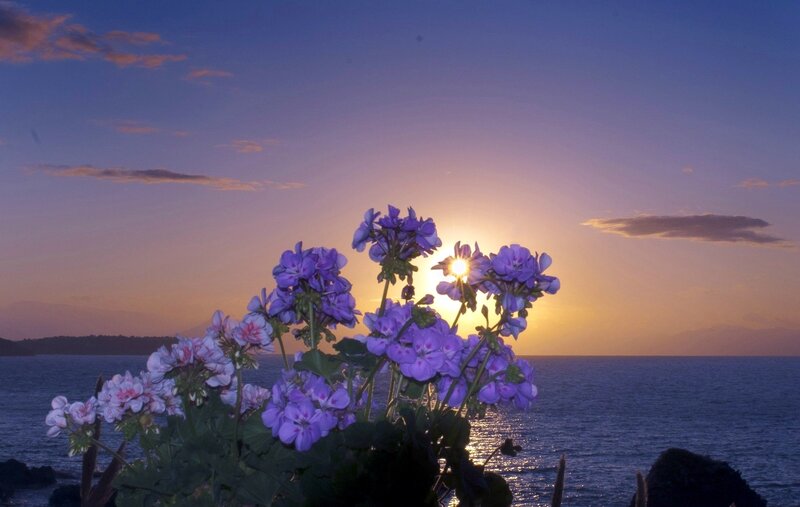 Purple Flowers at Sunset — Serene