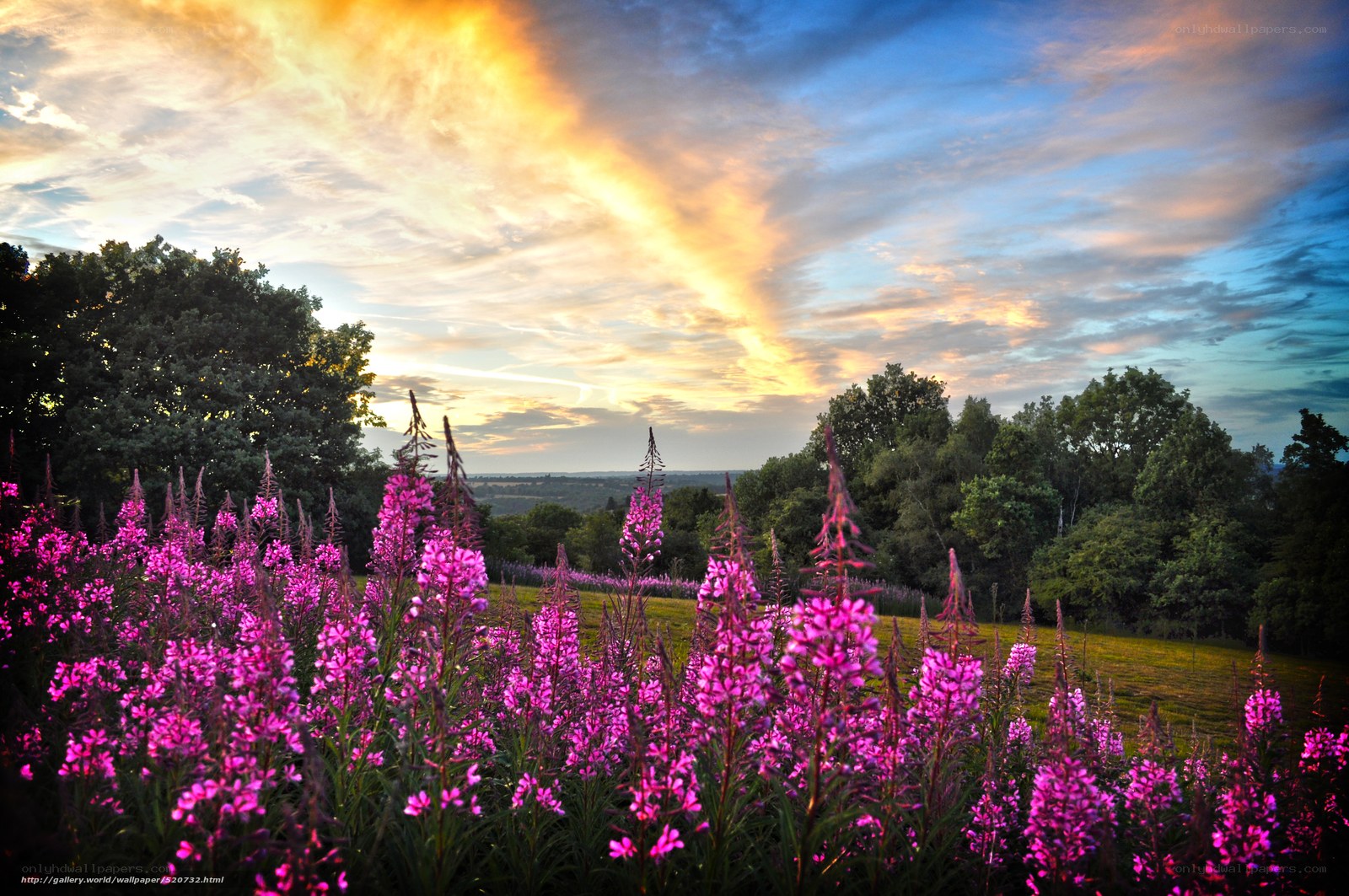 Purple flowers at sunset