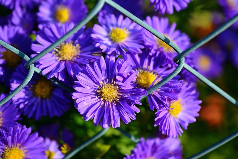 Purple Flowers Behind Fence — Calm, Afternoon