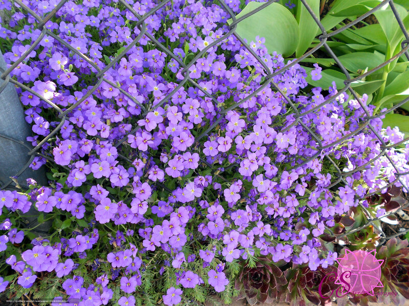 Purple Flowers Behind Fence — Calm