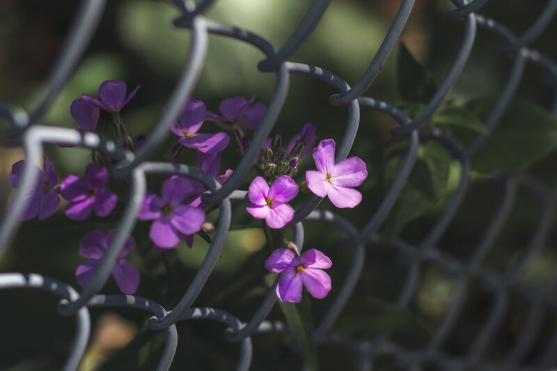 Purple Flowers Behind Fence — Serene
