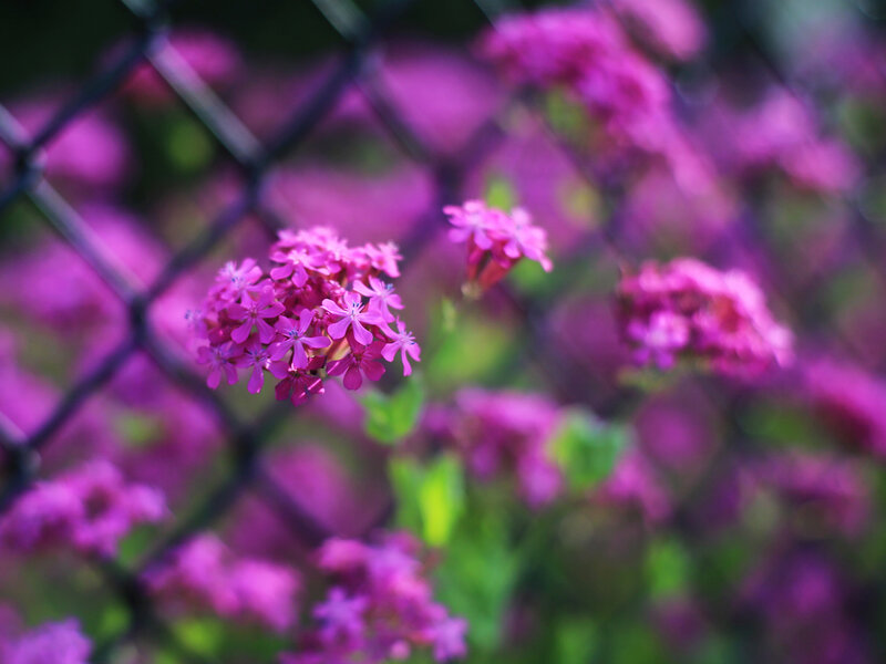 Purple Flowers Behind Fence
