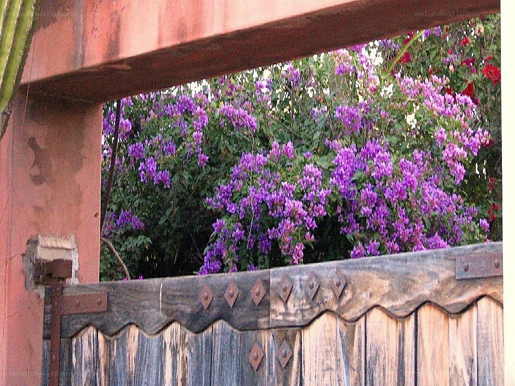 purple flowers behind wooden gate