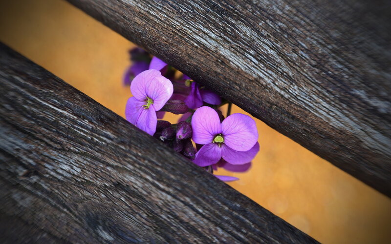 Purple Flowers Between Wood