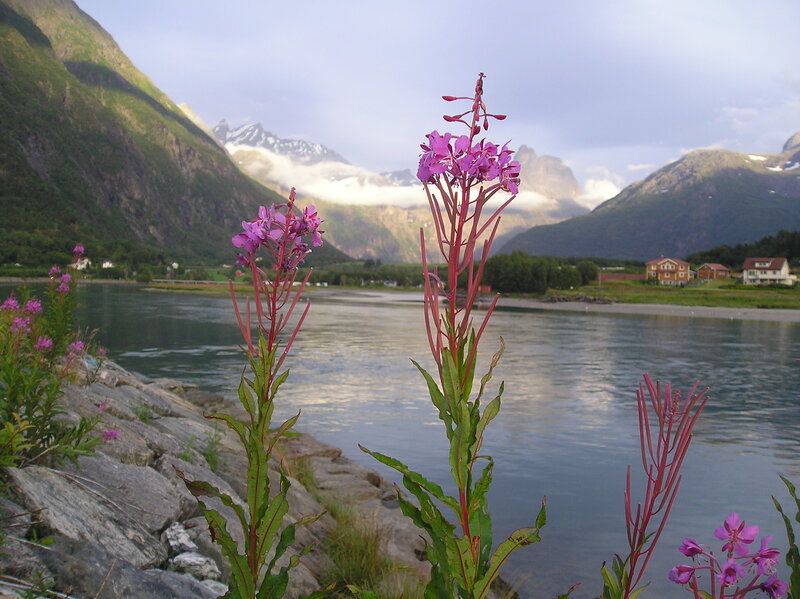 Purple flowers by a fjord
