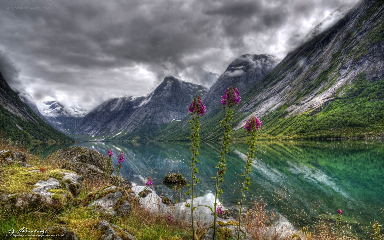 Purple flowers by a fjord