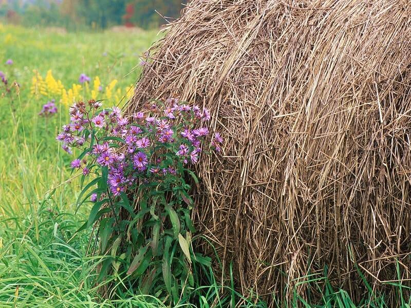 Purple flowers by a hay bale