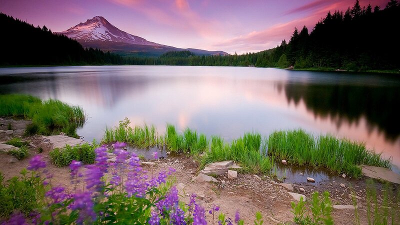 Purple flowers by a lake at sunset