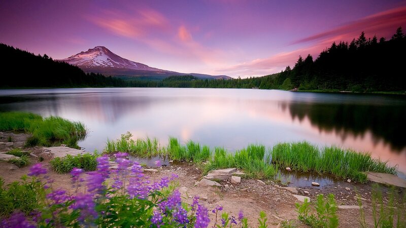 Purple flowers by a lake at sunset