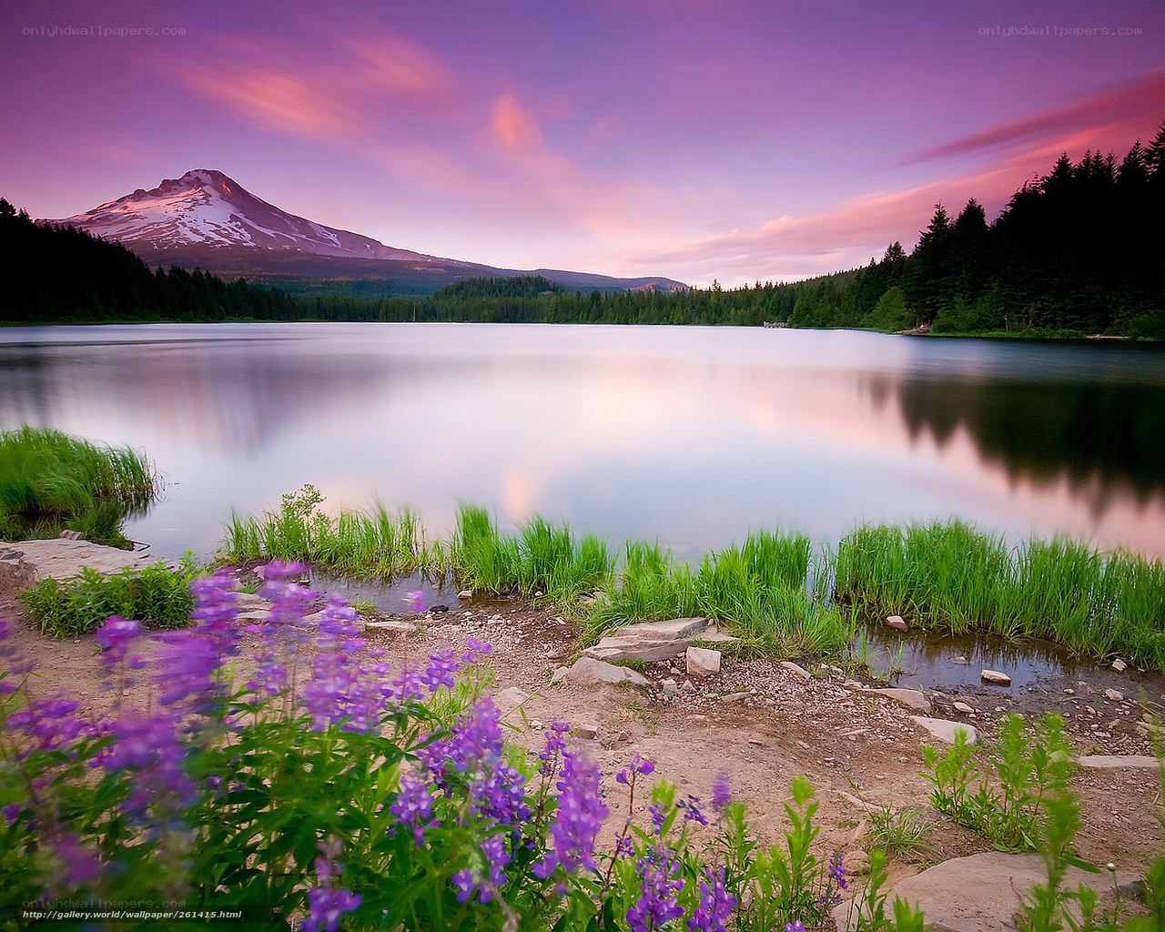 Purple flowers by a lake at sunset
