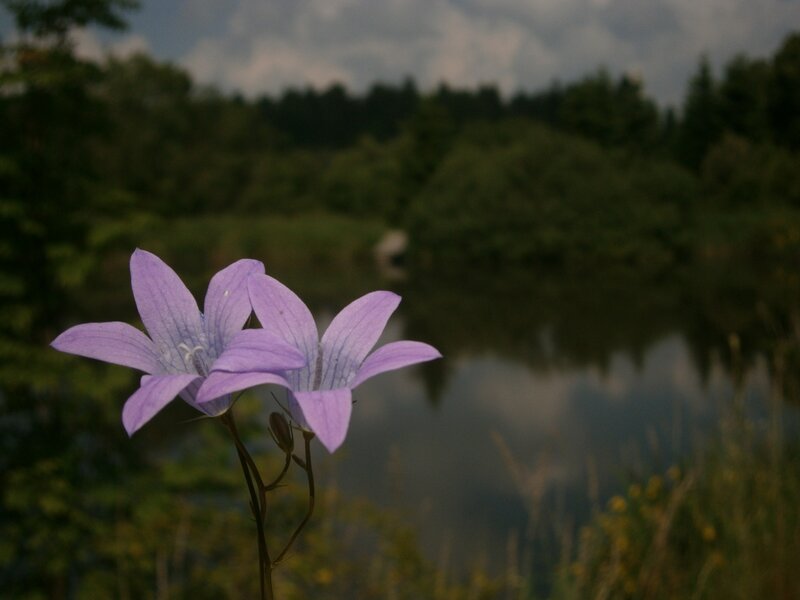 Purple flowers by a lake