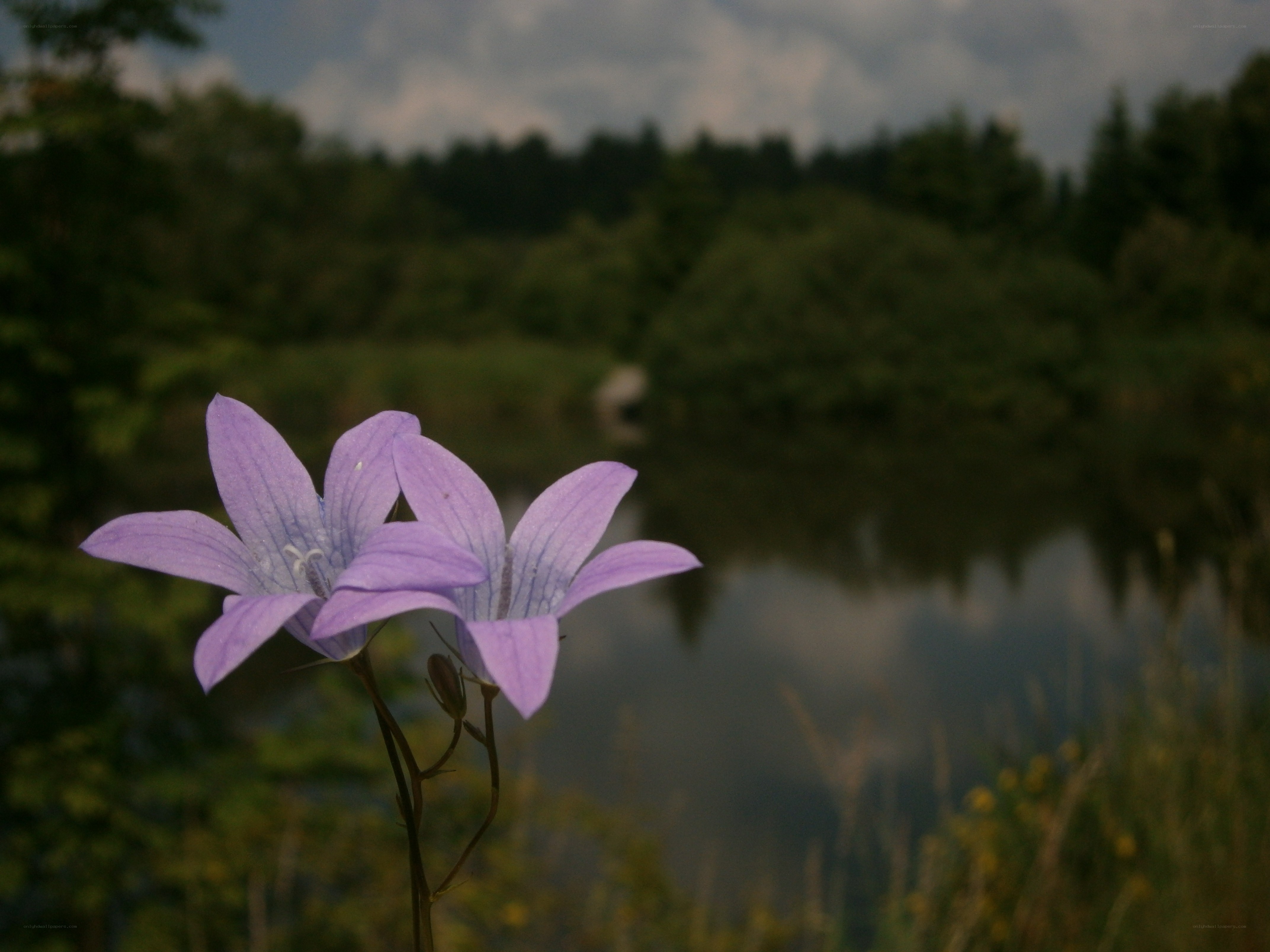Purple flowers by a lake