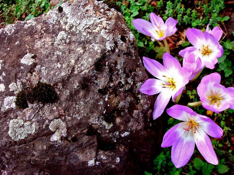 Purple flowers by a lichen-covered rock