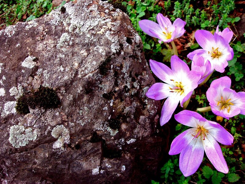Purple flowers by a lichen-covered rock