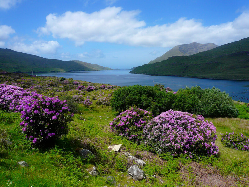 Purple Flowers by a Loch