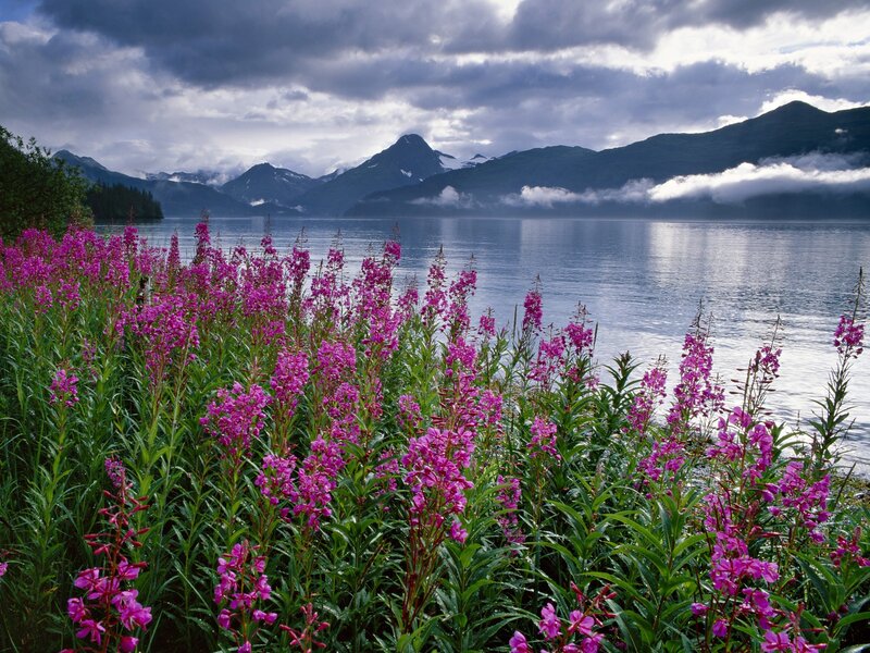 Purple flowers by a mountain lake