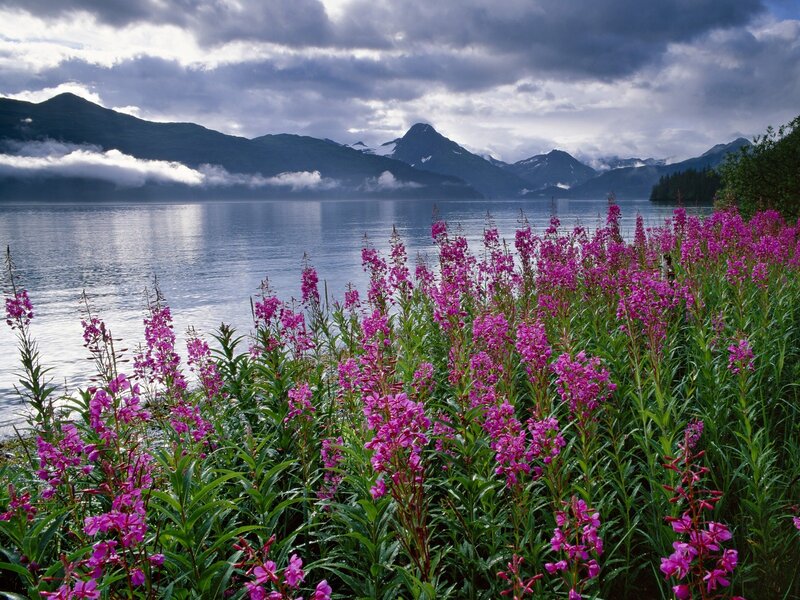 Purple flowers by a mountain lake