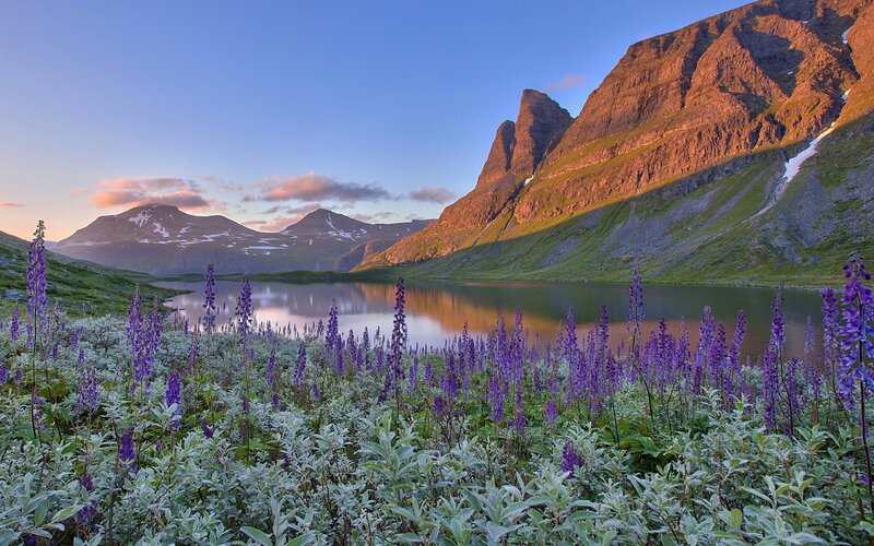 Purple flowers by a mountain lake