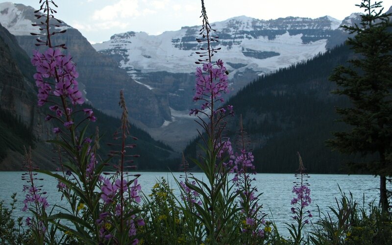 Purple flowers by a mountain lake