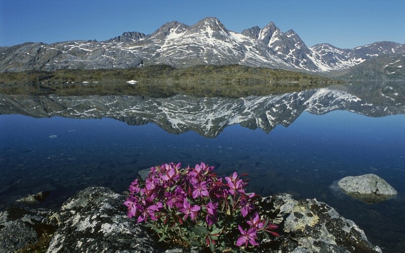 Purple flowers by a mountain lake