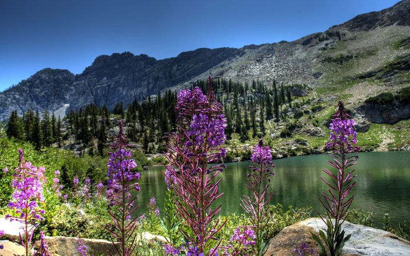 Purple flowers by a mountain lake