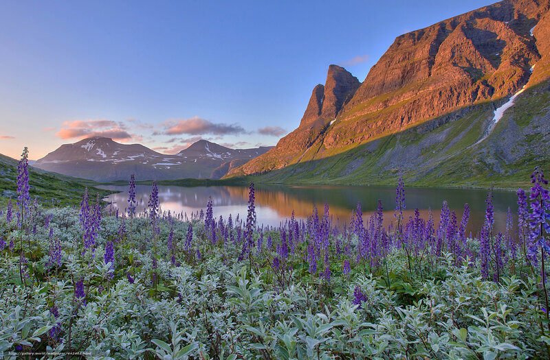 Purple flowers by a mountain lake