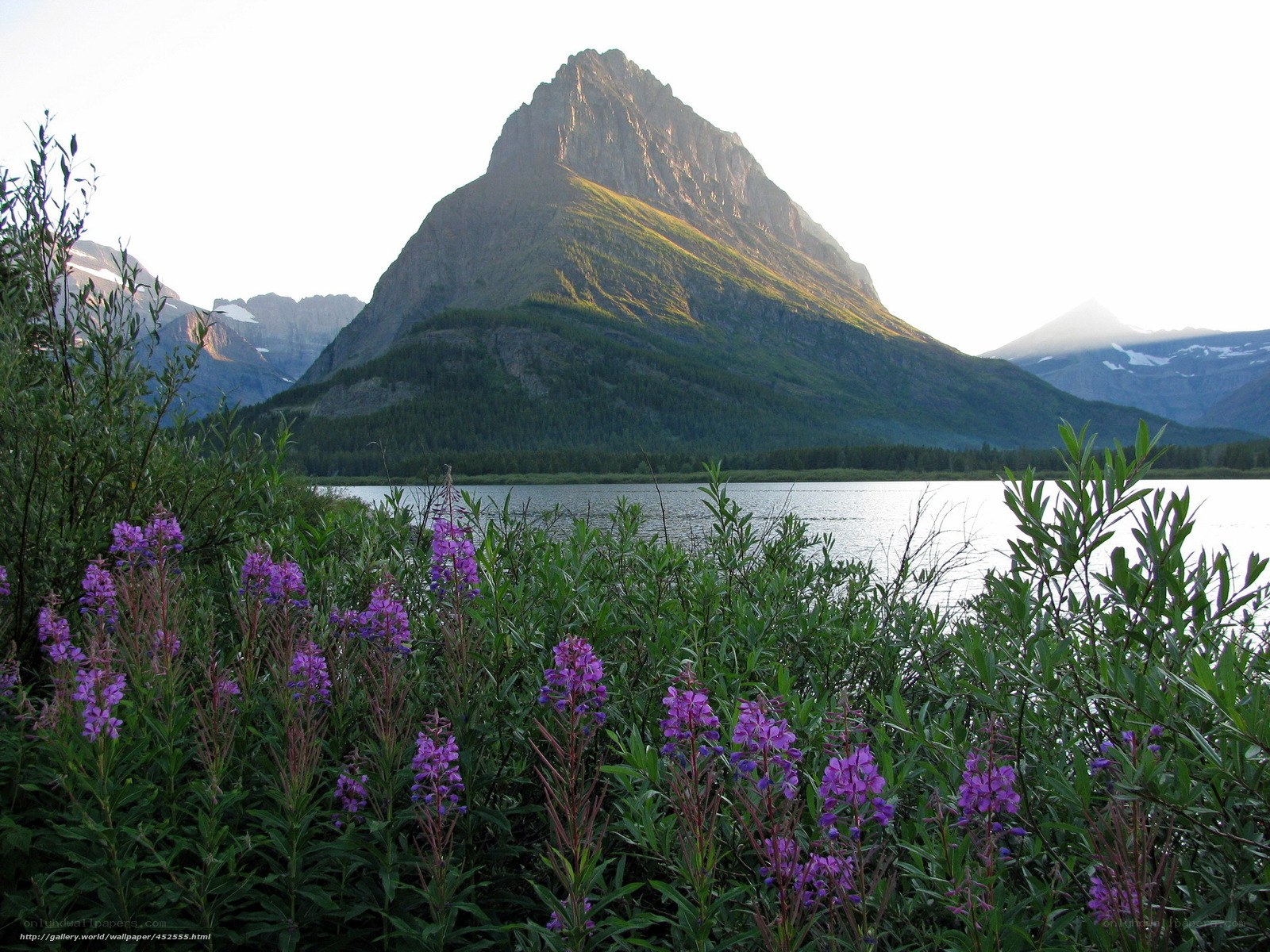 Purple flowers by a mountain lake