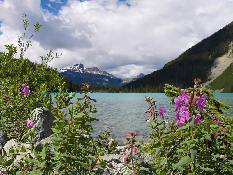 Purple flowers by a mountain lake