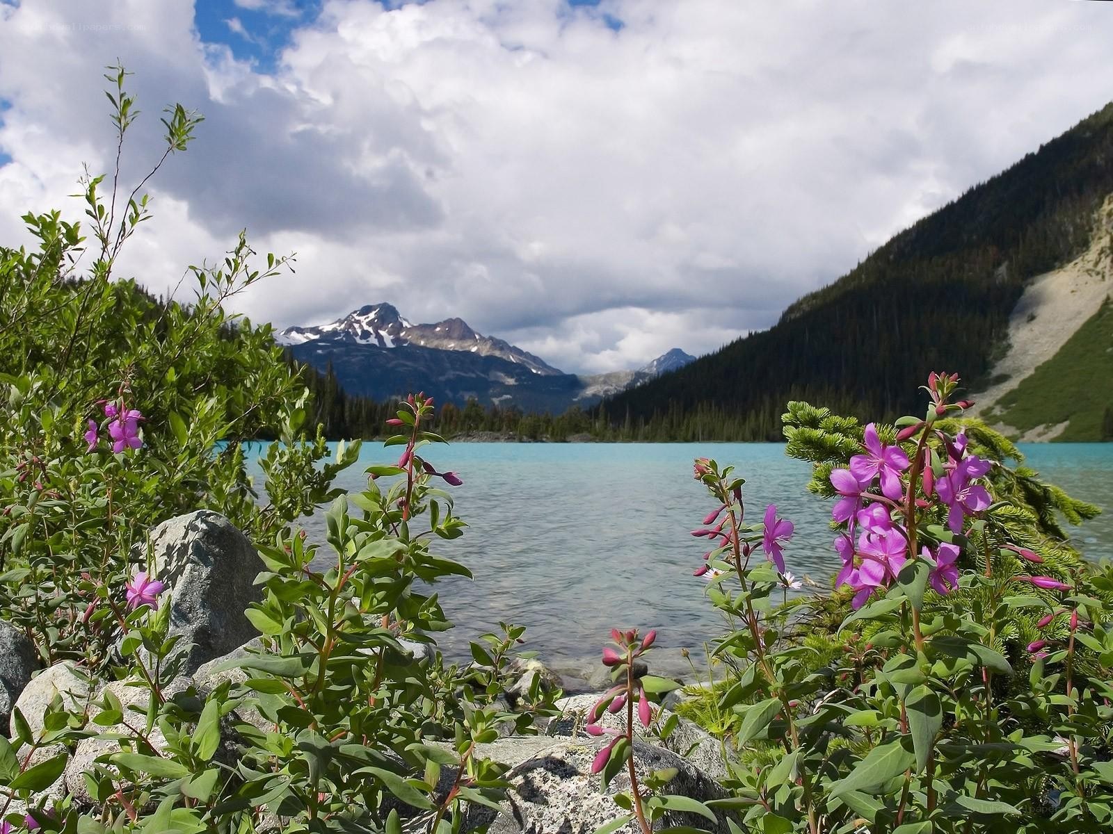 Purple flowers by a mountain lake