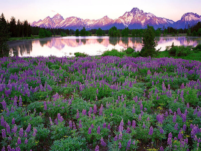 Purple flowers by a mountain lake