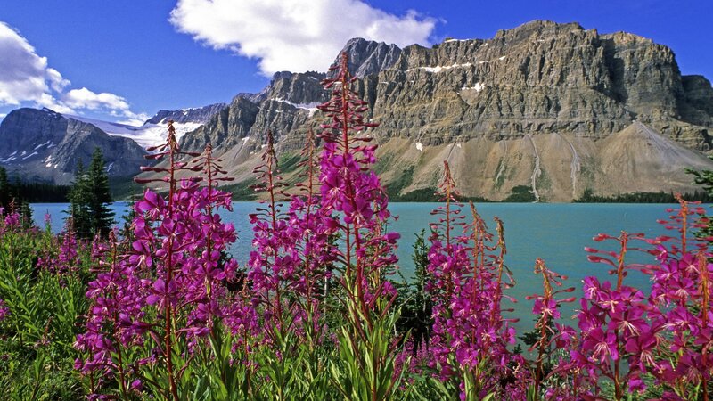 Purple flowers by a mountain lake