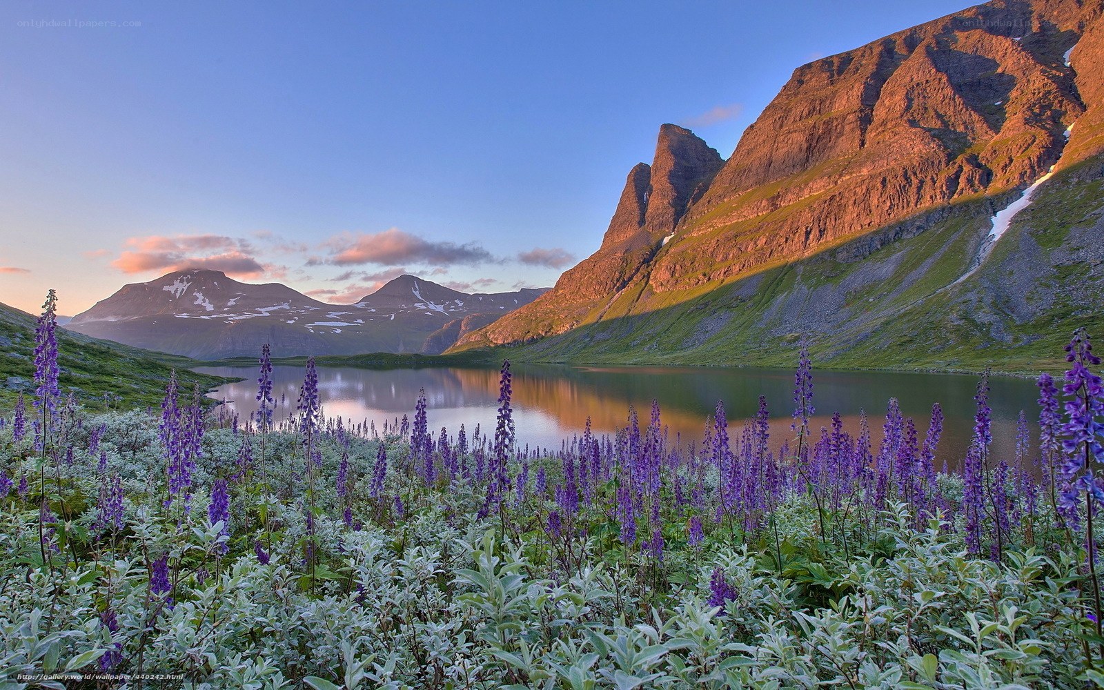 Purple flowers by a mountain lake