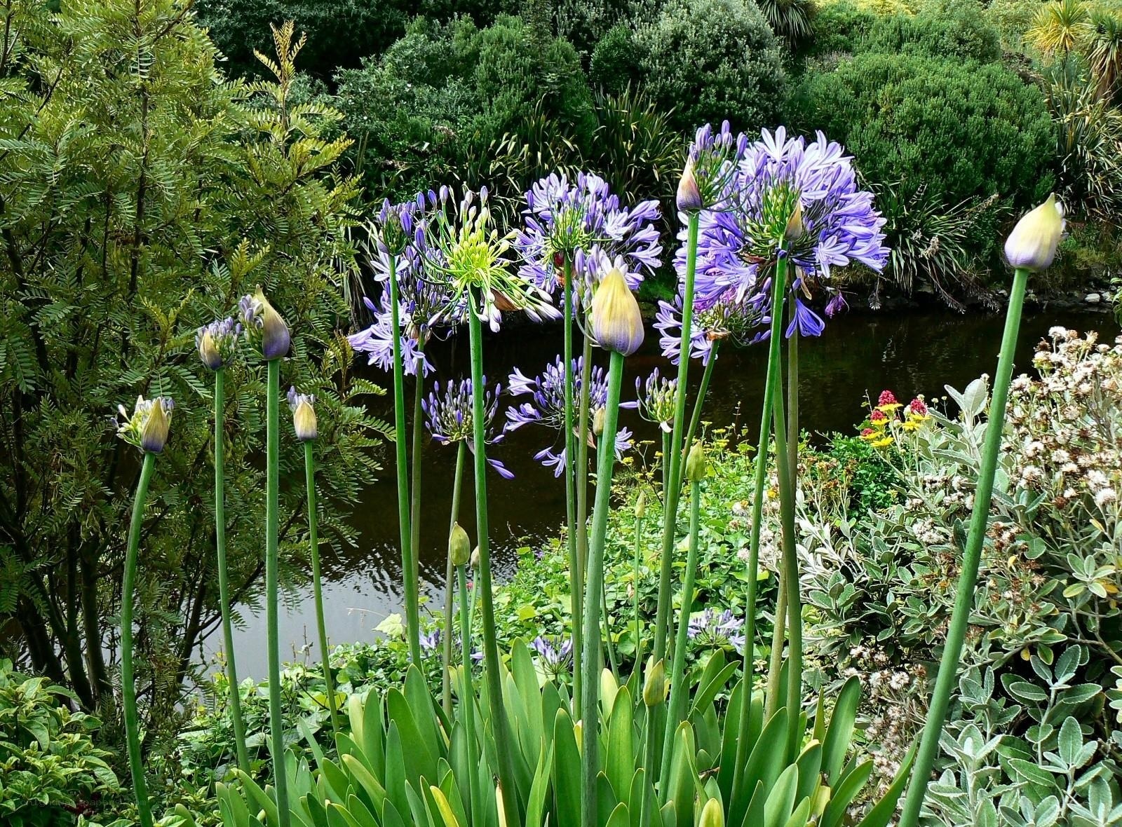 Purple flowers by a pond