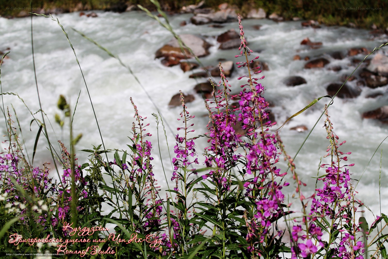 Purple flowers by a river