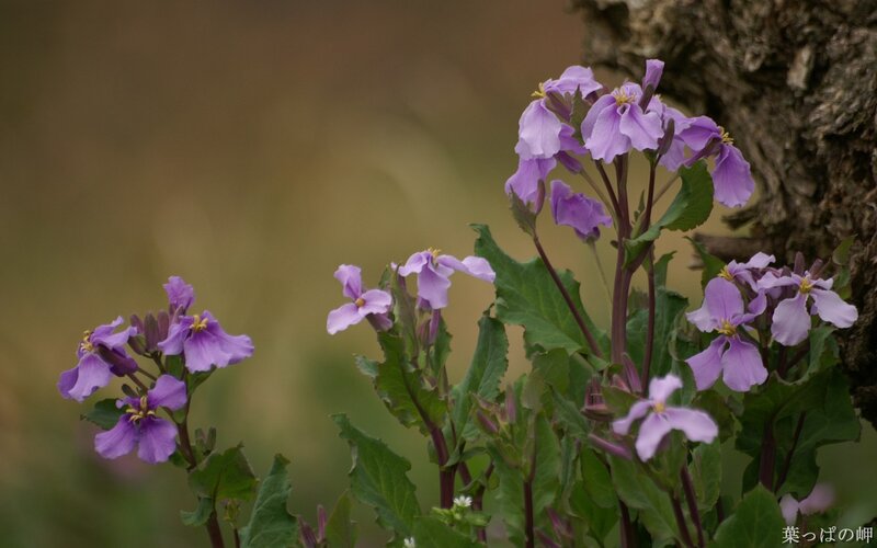 purple flowers by a tree