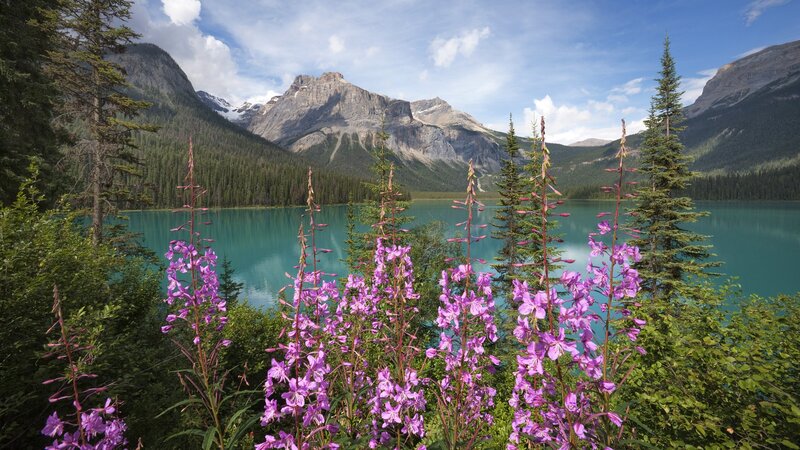 Purple flowers by a turquoise lake