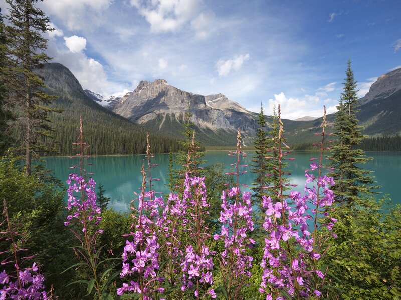 Purple flowers by a turquoise lake