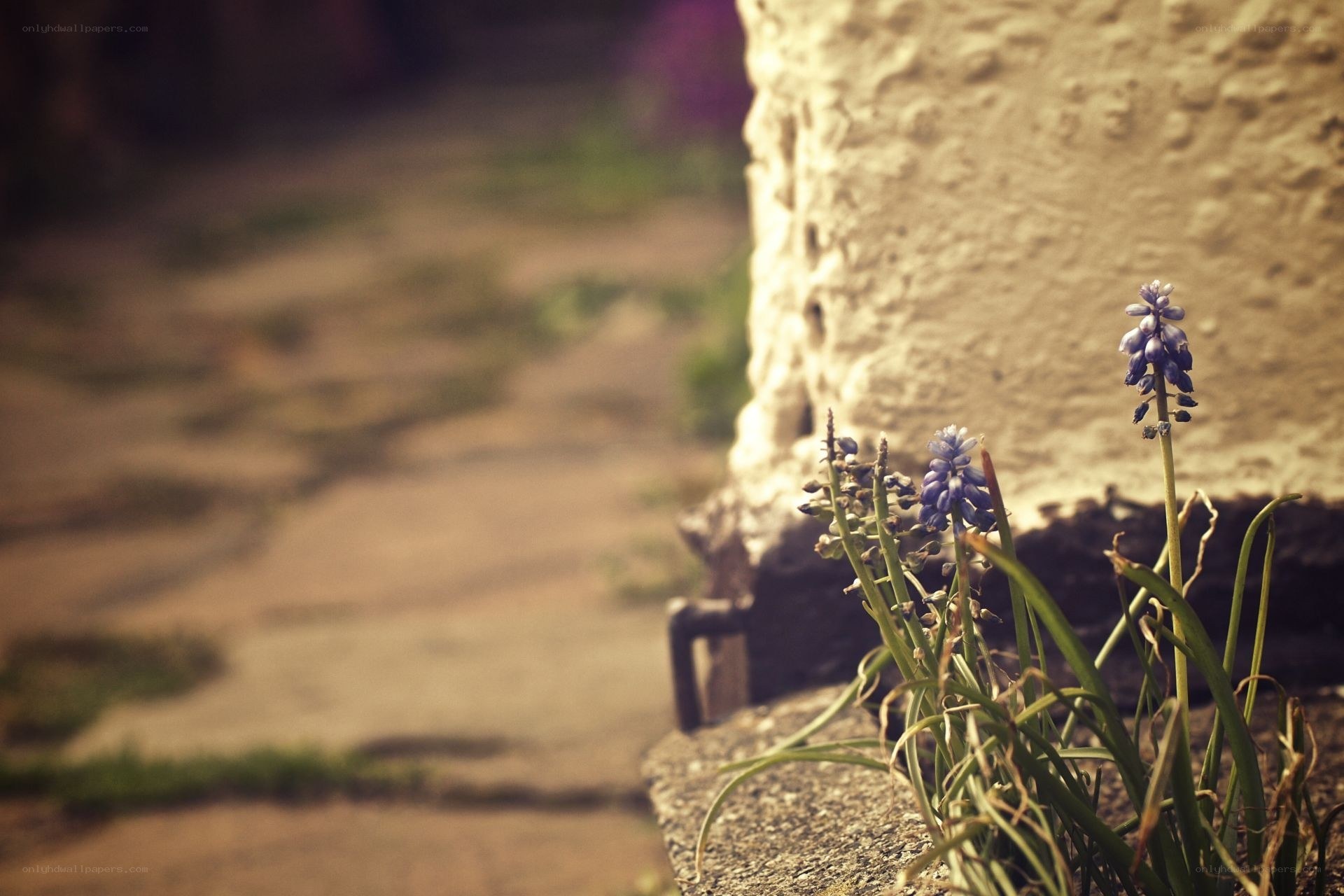 purple flowers by a wall