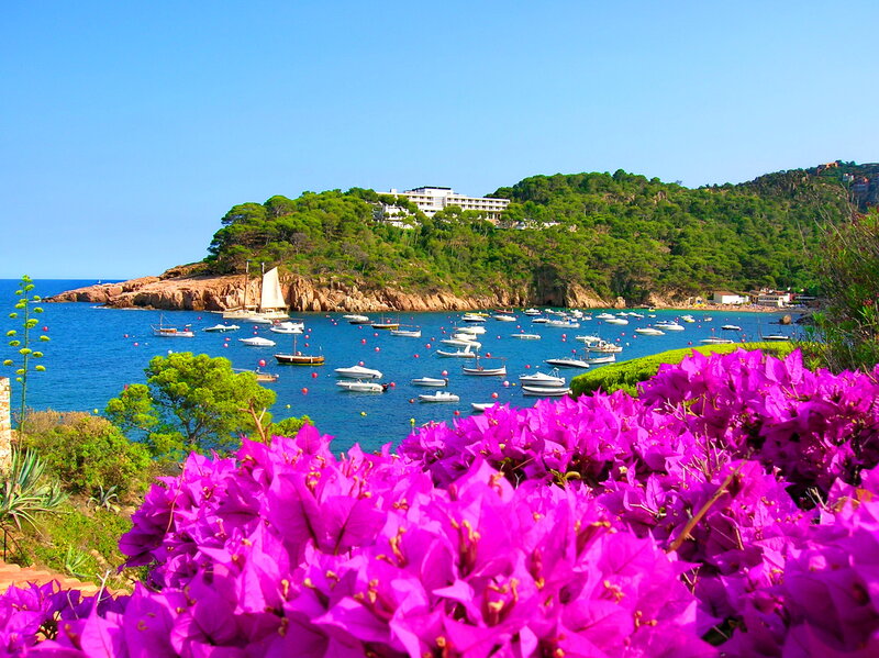 Purple Flowers by Bay
