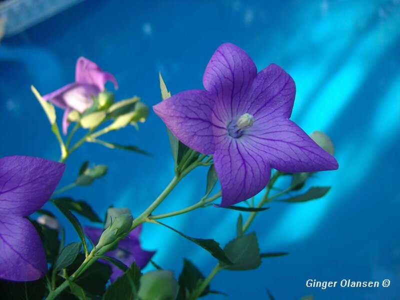 Purple flowers by blue water
